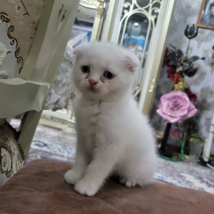 Котяты из пароды scottish fold