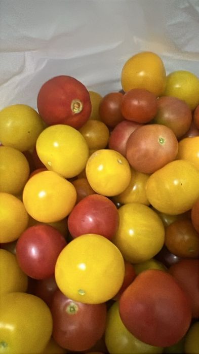 Продам помидоры домашние