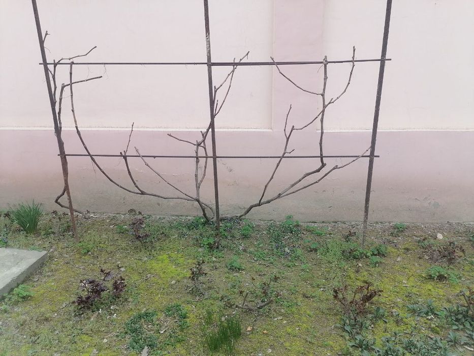 Кустарник виноград саженцы