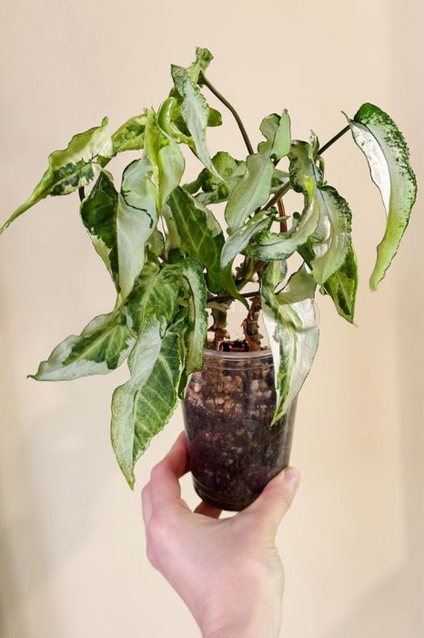 Сингониумы империал вайт, 3 короля (жаде)