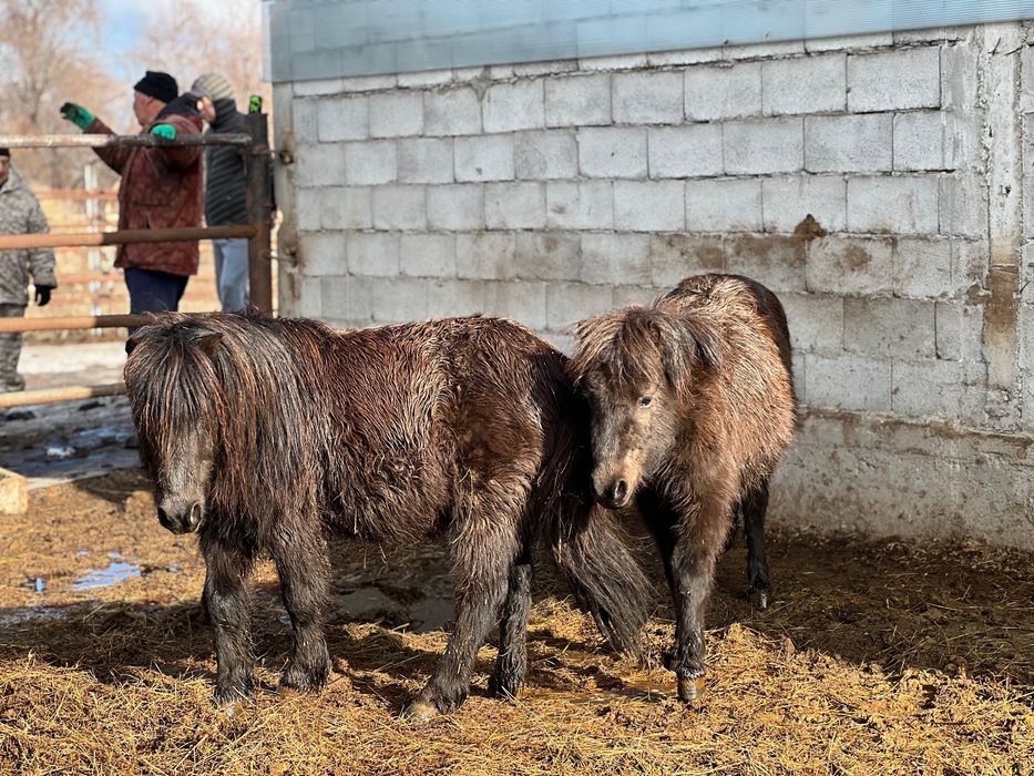 Пони за 500к хорошие