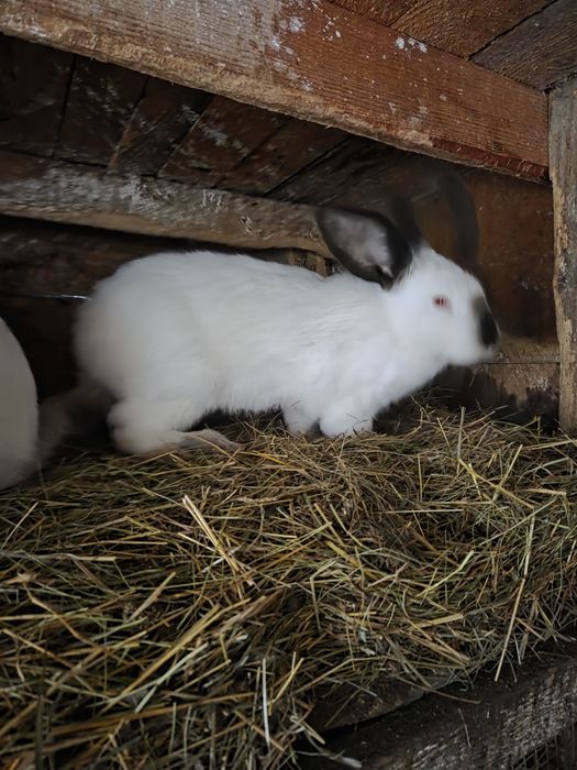 Vând iepuri.      .