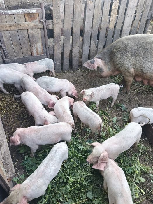 Продам поросят 1,5месяц