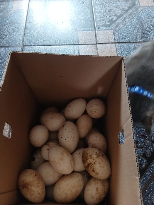 Ouă gâște ,rate incubație