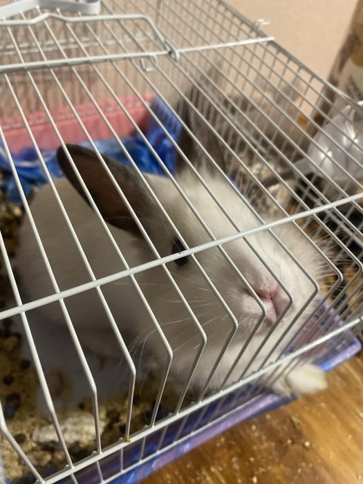 кролик декоративный