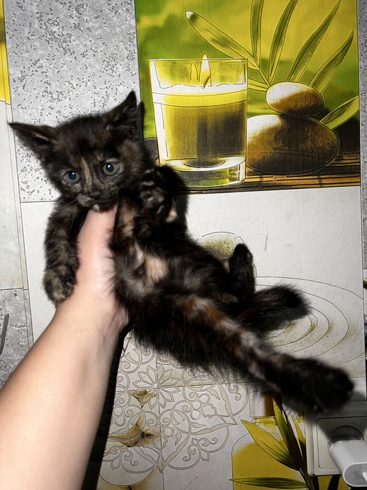 Отдам котят в добрые руки
