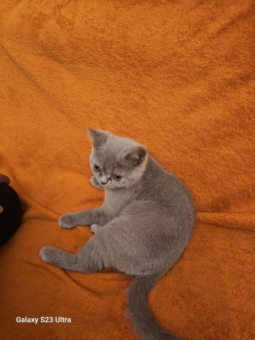 КОШКА пародистая