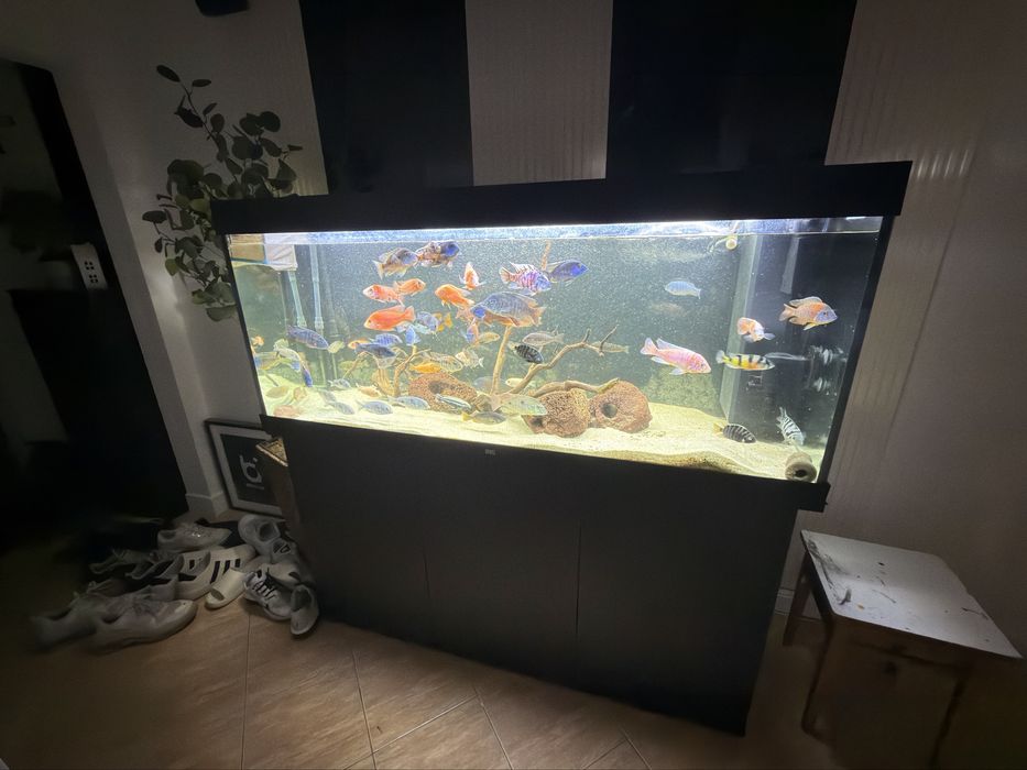 VAND URGENT! Acvariu Juwel Rio 450l cu pesti
