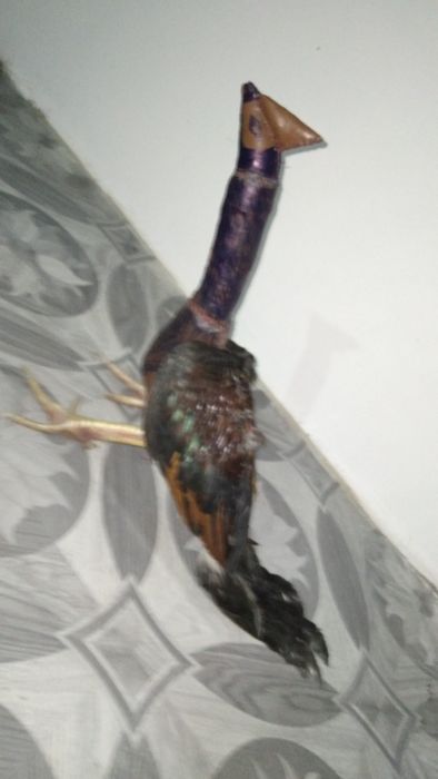 Хуроз учун макет сотилади