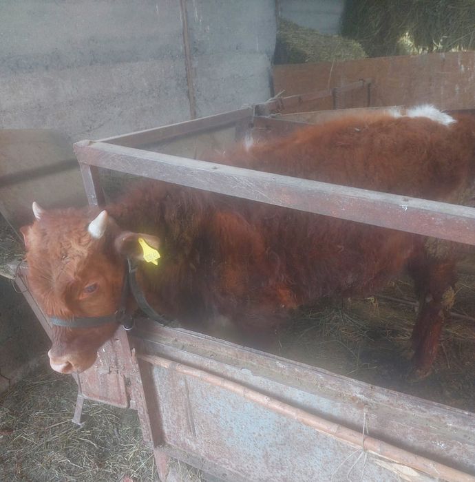 Продам бычка 7 месяцев