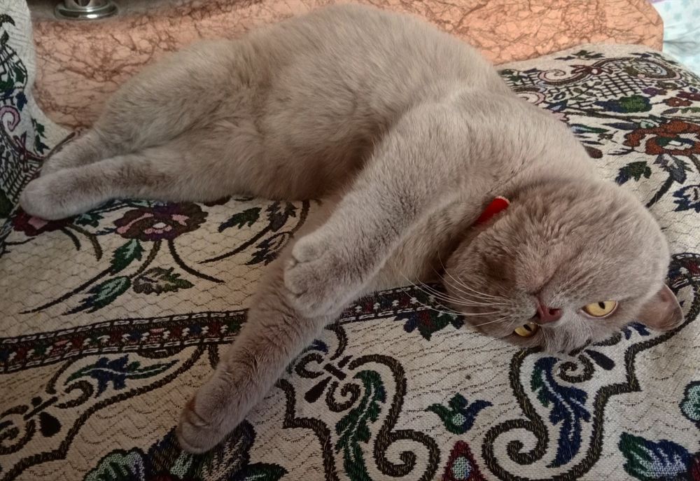 Потерялся кот по кличке Флоид