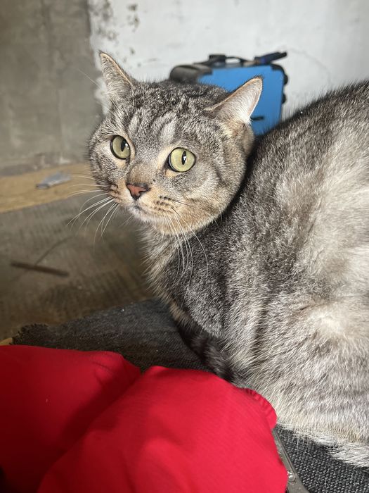 Отдам кота в добрые руки