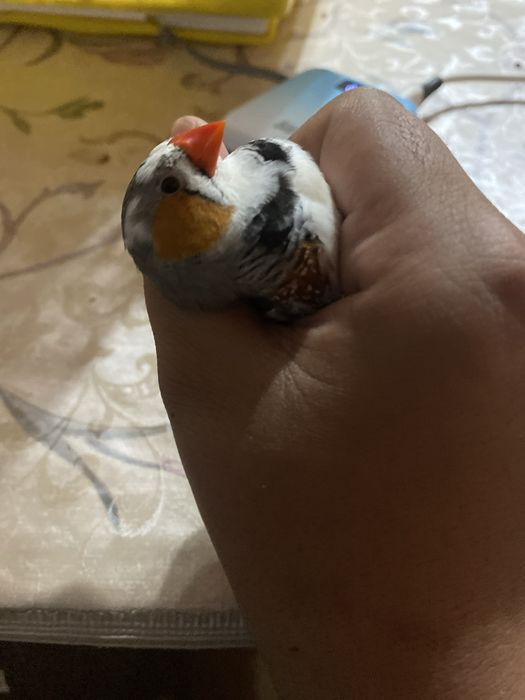 продается амадин самец срочно