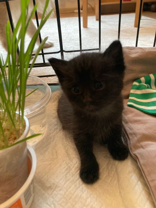 Кошка в добрые руки