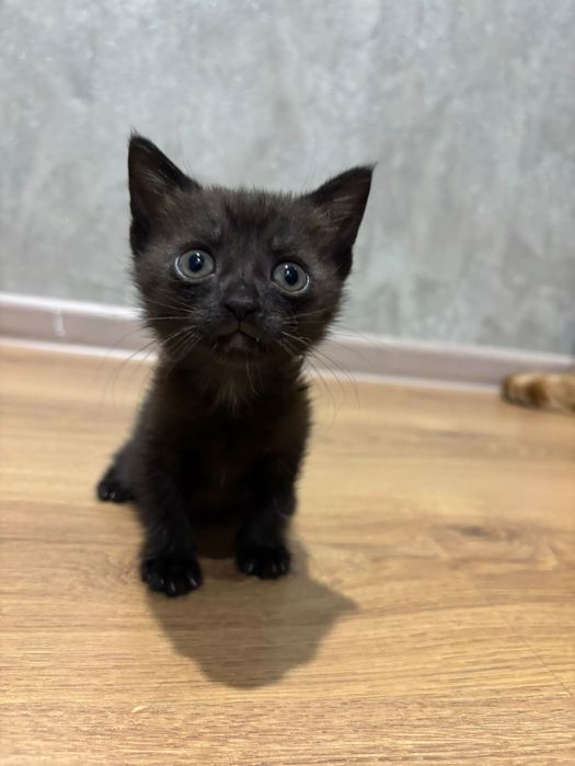 Отдам котеночка девочку в добрые руки
