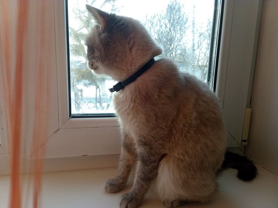 кошка в добрые руки СРОЧНО