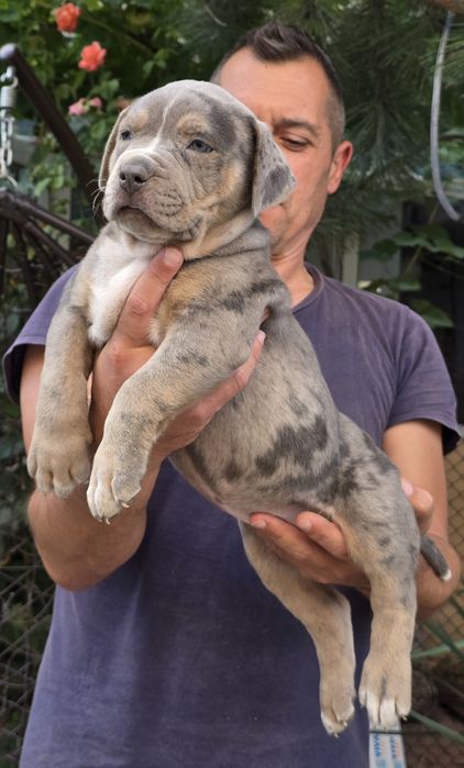 Американско були ХЛ/American Bully XL