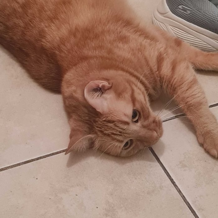 Pisica de 7 ani pentru adoptie