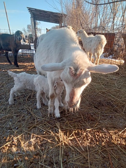 Продам зааненскую козу