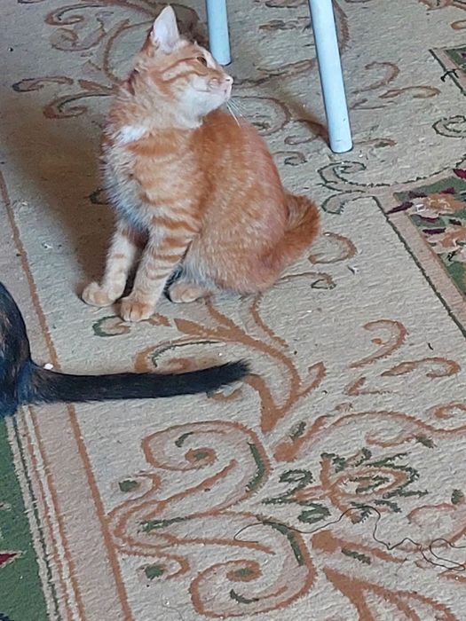 Кошки бесплатно
