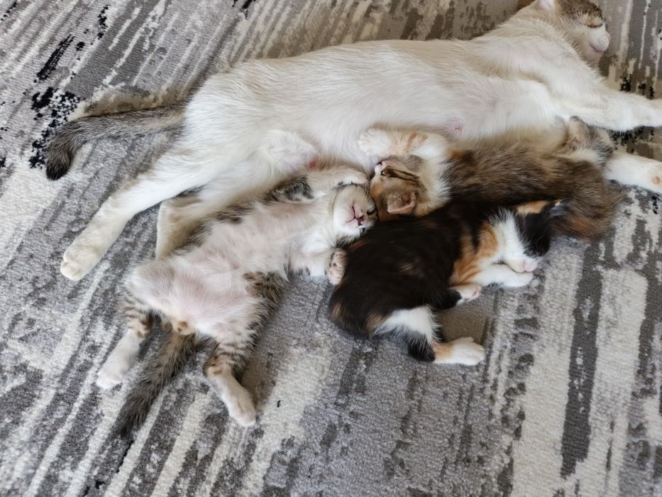 Котята, 2 месяца. Отдаются бесплатно