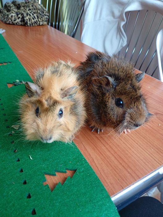 Porcușori de guineea