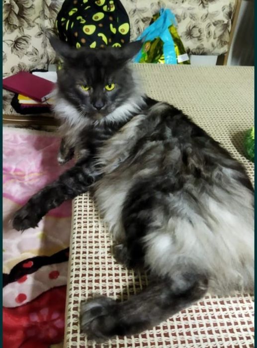 Митисы мейнкун и сфинкс котята