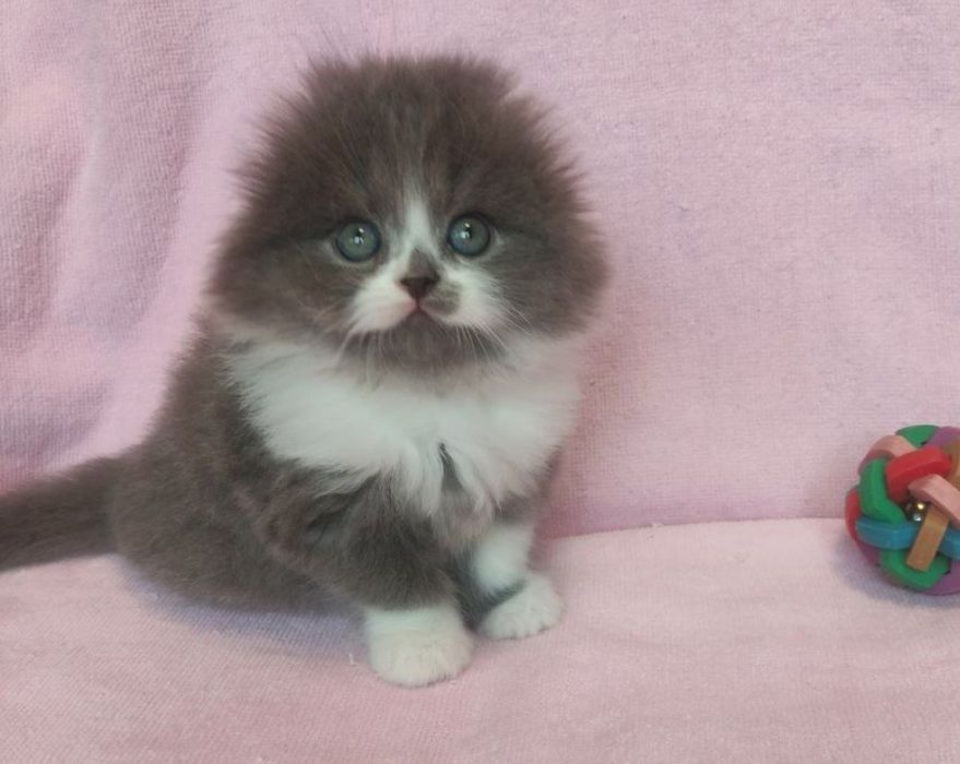 Хайленд-фолд, мальчик!