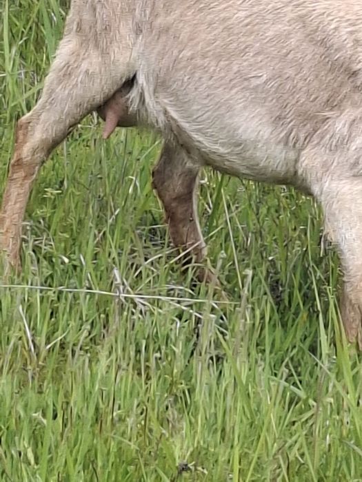 Capra metisata saanen cu anglo nubiana !