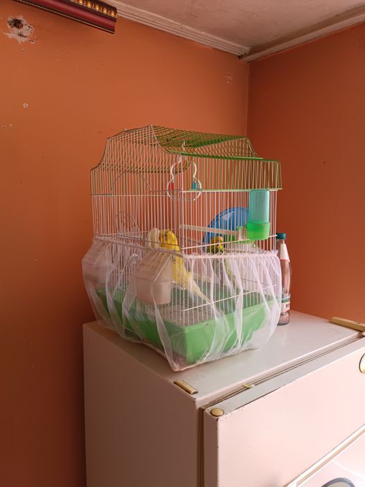 Волнистые Папугай 2 шт.