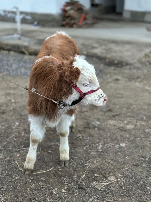 Парода симентал бзаулы сиыр