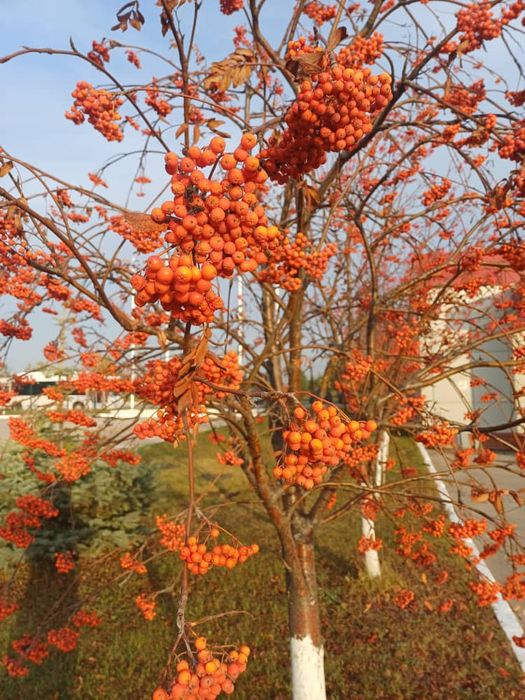 Dacha sotiladi koʻp daraxtlari bor