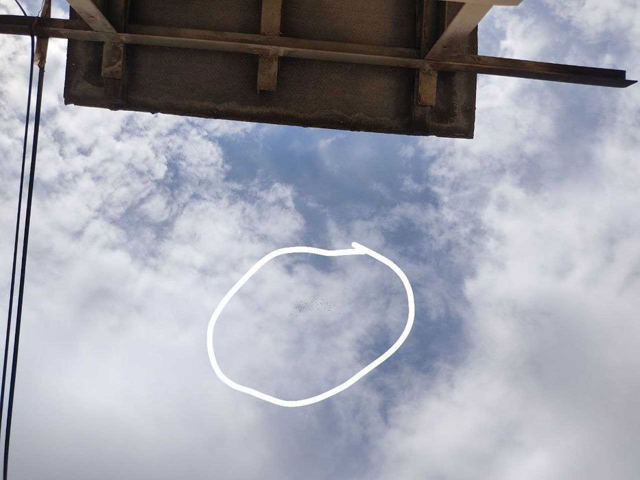 ВЫСОКО-лётных, игровых ИНДОПАКИСТАНСКИХ пискунов. молодых и взрослых.