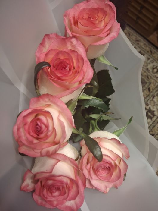 Красно белые розы 5 штук