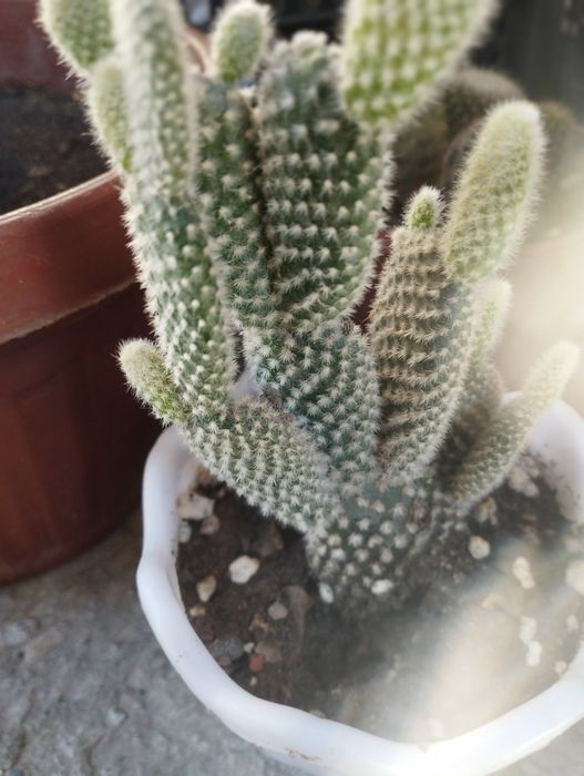 Кактусы и сукулнты