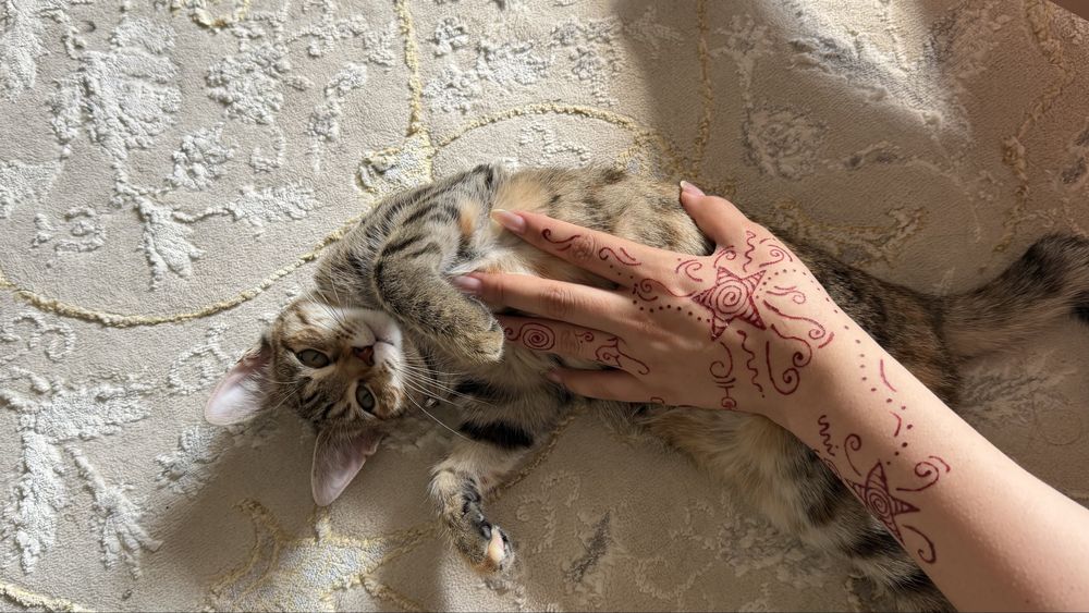 отдам кошку в добрые руки