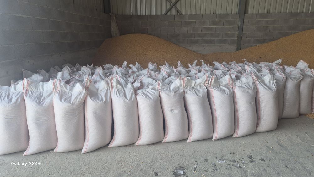 Vind porumb    recolta 2025