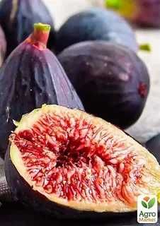 Саженцы инжира Черный Принц