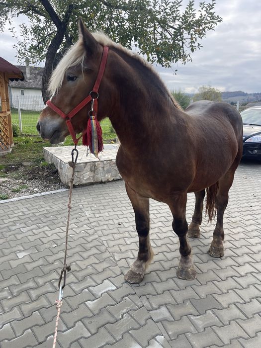 Vand armasar de 2 ani