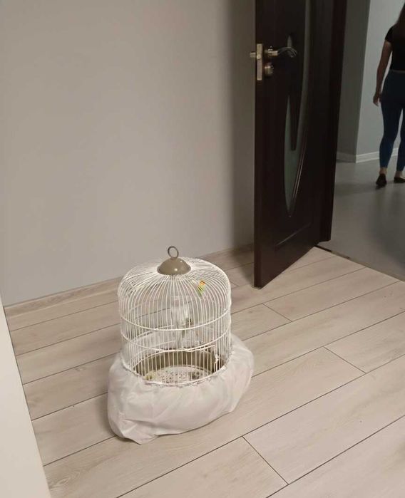 Продавам социална Корела с клетка и всичко необходимо