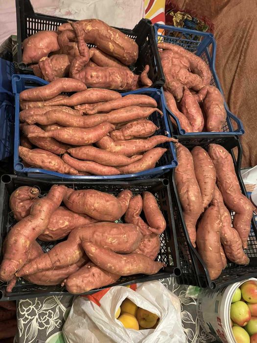 Разсад батат и сладки картофи