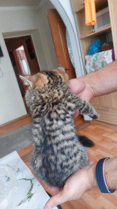 Вислоухие шотландцы