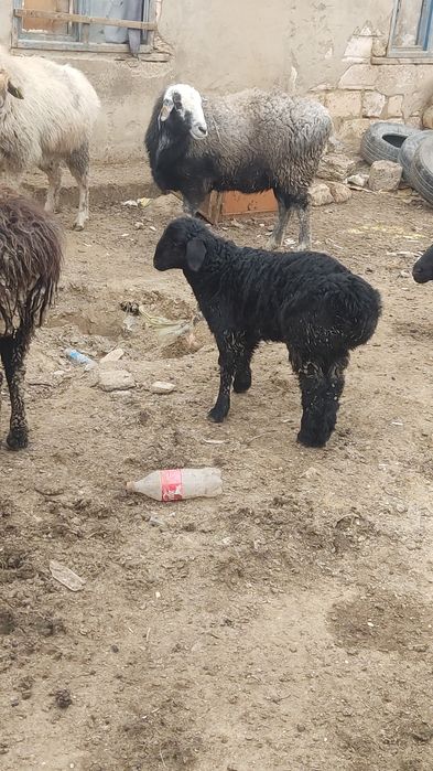 Козы сатилади 55 000