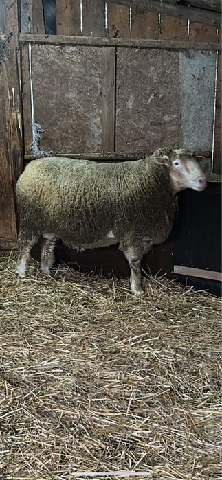 Berbec ile de france de 3 ani