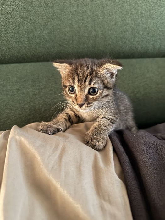 Отдам Котят  Девочки