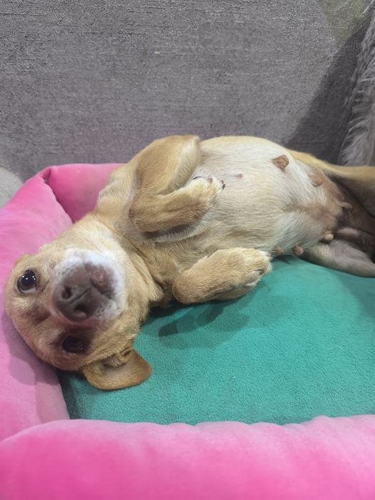 Отдам собачку той терьер