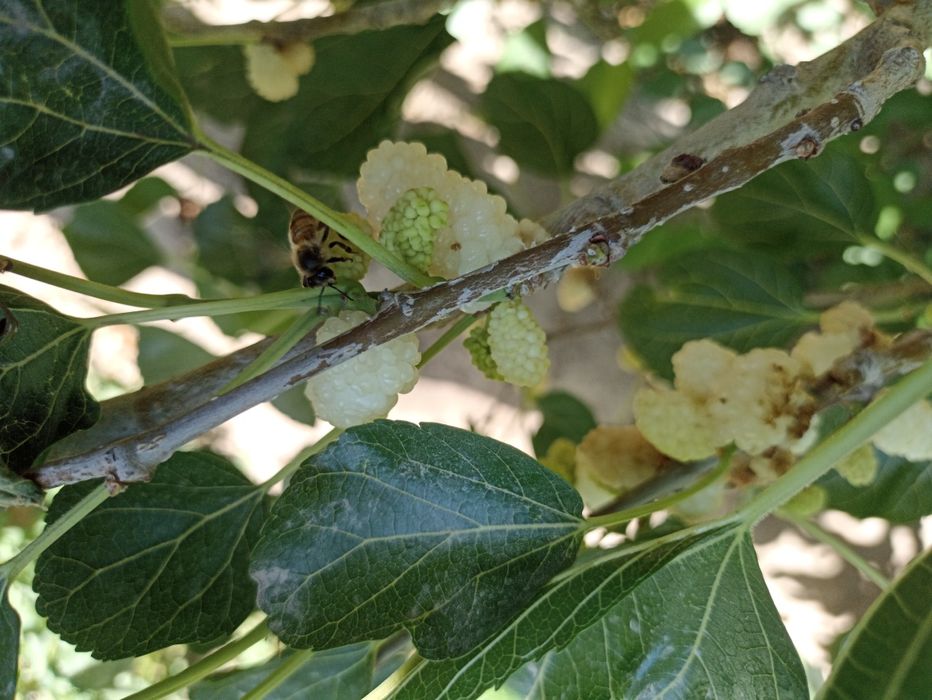 Балх тут шинниси.