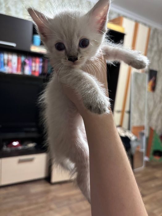 Котята 4 пацана 1 девочка