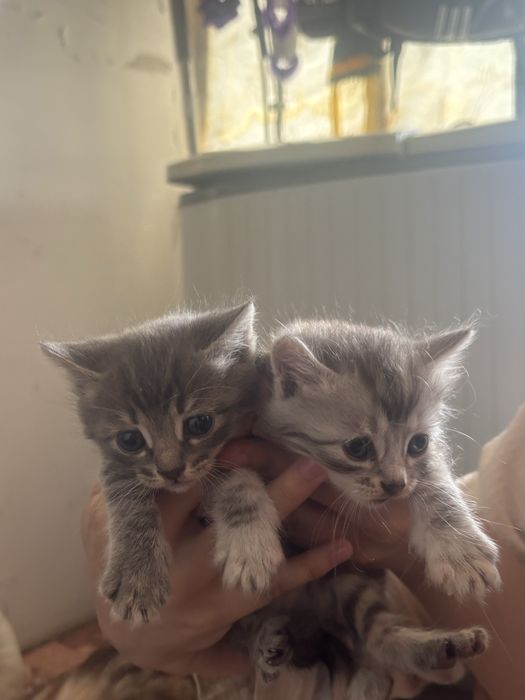 Котики маленкие даром