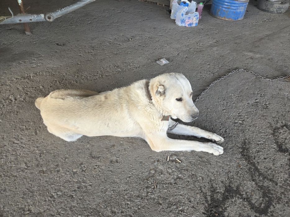 Продам собаку Алабай